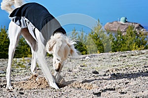 White dog, Saluki sighthound, free in the nature playing in the sand with water in the back. Persian Greyhound enjoying life