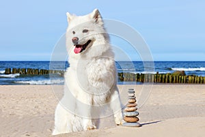 White dog Samoyed and rocks zen on the beach.