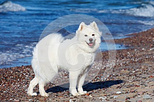 White dog Samoyed stands near the sea on a Sunny day