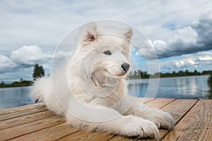 White dog Samoyed walks near water in Sunny day