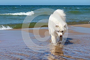 White dog Samoyed walks on water on the sea background