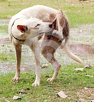 Bianco il cane graffiare 