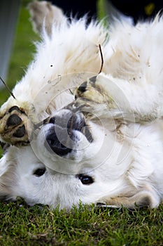 A white dog seems to be enjoying