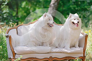 White dog sitting on the couches in the garden