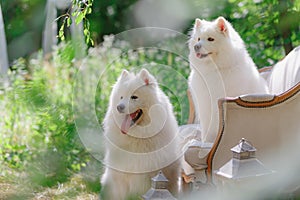 White dog sitting on the couches in the garden