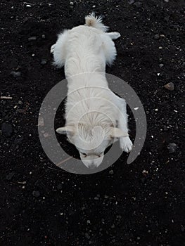 A white dog sitting lazily on the sand