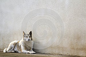 White dog sitting near old house wall