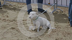 White dog sitting on the sand. FHD stock footage
