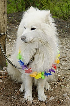 White dog sitting tied to a tree
