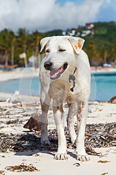 White dog sitting on white sand tropical beach Philippines