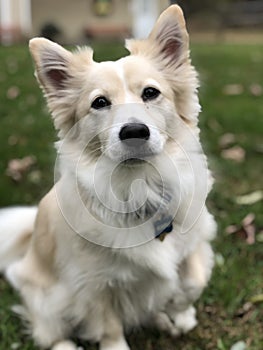 White Dog sitting in  yard