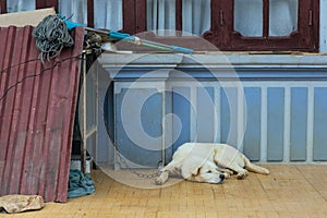 White dog sleep and chained with cage in front of the house in summer in Sa Pa, Vietnam