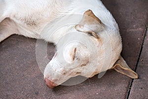 White dog sleeping