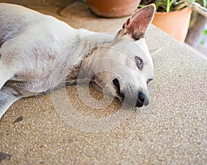 A white dog is sleeping on the floor. It is a stray dog that reserve the public area on the ladder to be its