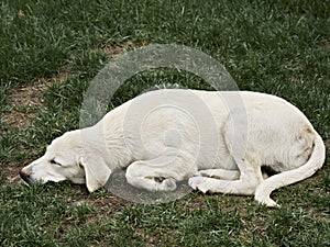 White dog sleeping on the grass field