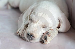 White dog sleeping
