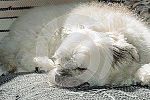 White dog sleeping on sofa