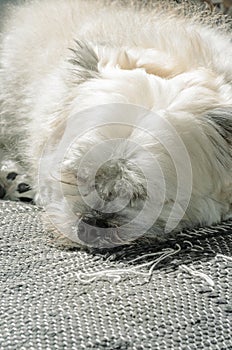 White dog sleeping on sofa