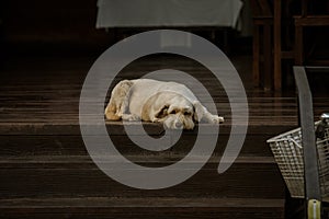 White dog sleeping on the stairs.