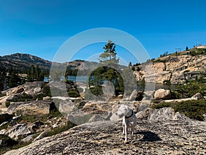 White Dog Standing on Rocks on Overlook Above Lake Angela
