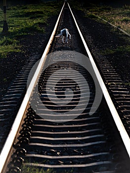 White Dog Standing with Three Legs on The Railway Tracks