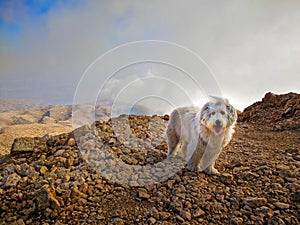 White Dog Standing on Top of Rocky Hill surrounded by clouds photo
