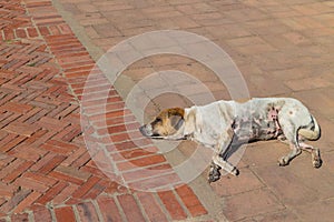 The white dog standing on the walkway