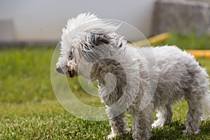 white dog stands in the windy garden