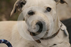 White dog staring with climbing rope photo