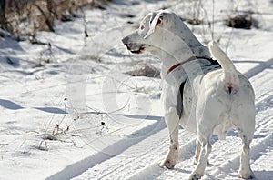 White dog stood on snow photo