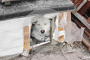 White dog on the street