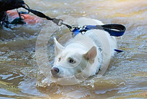 White dog swimming in muddy water