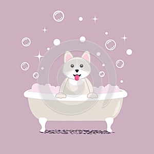 white dog takes a bath