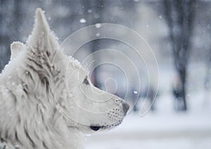 White dog under snow