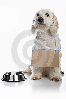 White dog waiting for food