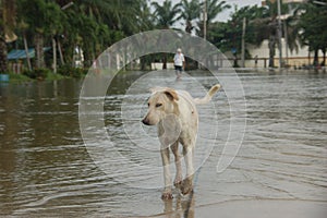 White dog walking on flood