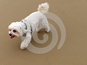 White dog walking on sand