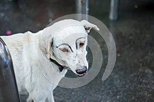 White dog was faking draw eyebrows photo