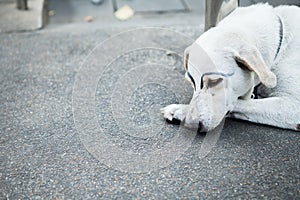 White dog was faking draw eyebrows photo