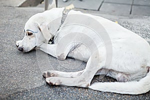 White dog was faking draw eyebrows photo