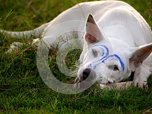 White Dog was Makeup Blue Lines Gnawing a Bone