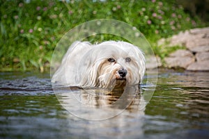 White dog in water