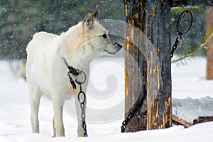 White dog winter on the chain