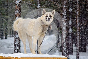 White dog winter on the chain