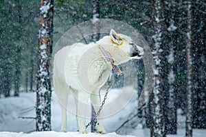 White dog winter on the chain