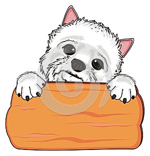 White dog and wooden plate