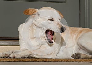 White Dog Yawning