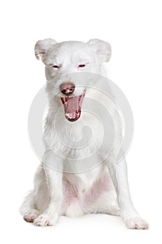 White dog yawns photo