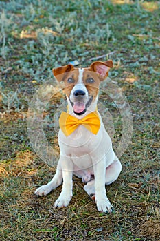 White dog with a Yellow bow tie on the green grass