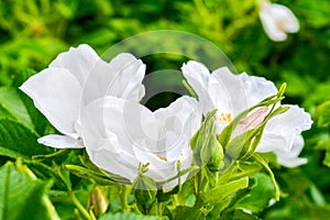 White Dogrose, Briar eglantine flower. Wild Rose hips closeup